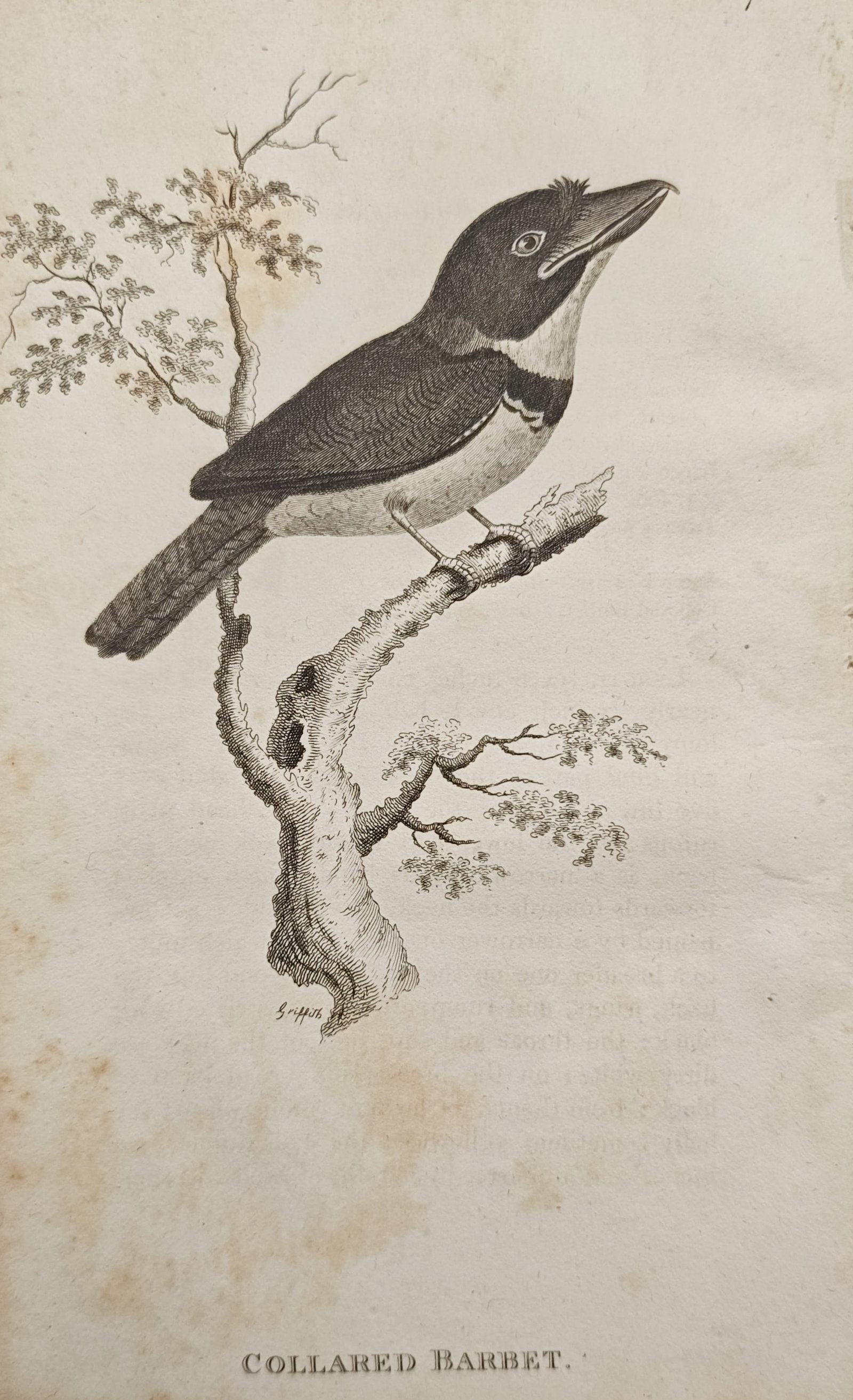 George Shaw – Collared Barbet – Engraving (19th Century): "Collared Barbet" portrays the distinctive bird perched in profile atop a weathered, lichen-crusted tree branch in an open natural setting. Published in London during the nineteenth century as part of