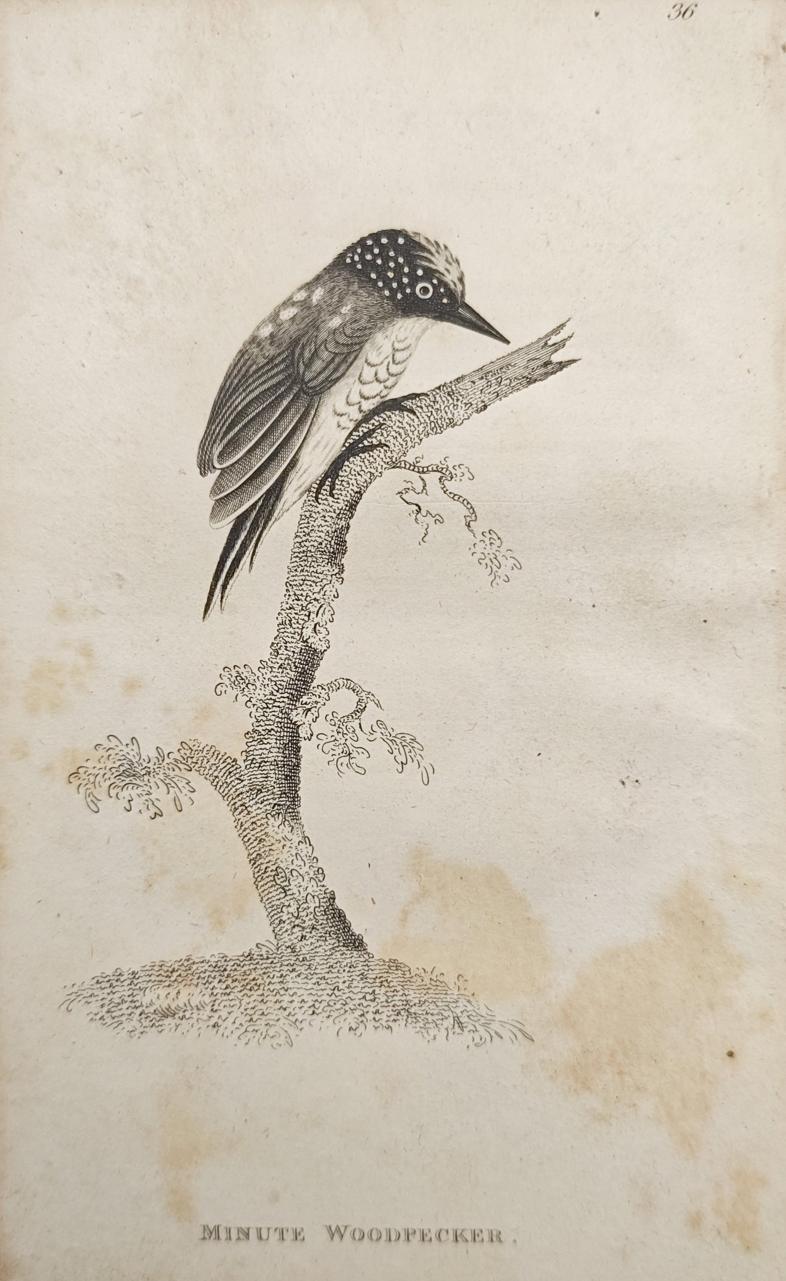 George Shaw – Minute Woodpecker – Engraving (19th Century): "Minute Woodpecker" illustrates the small spotted bird perched upright on a slender tree trunk set against a minimal landscape background. Published in London during the nineteenth century within the 