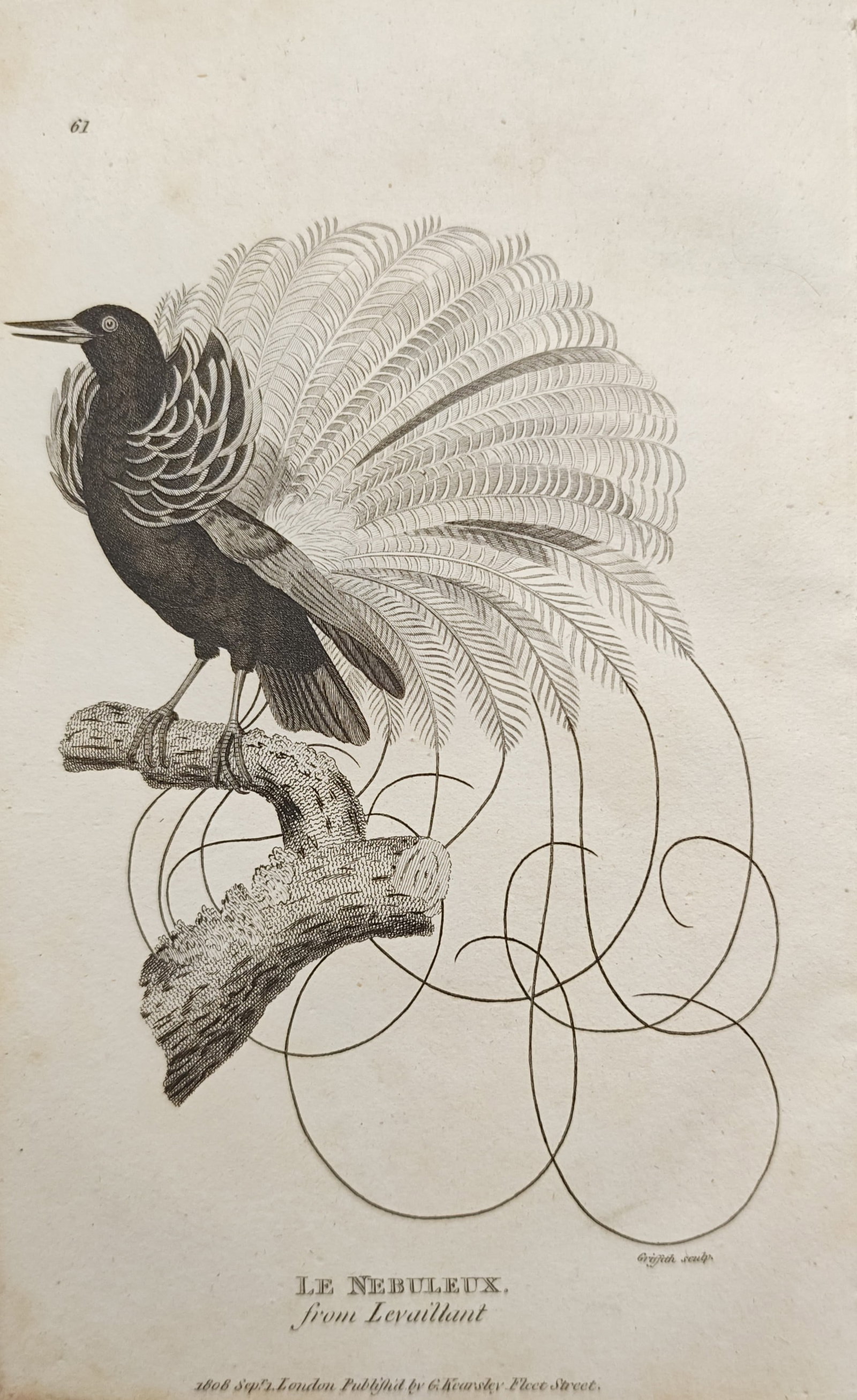 George Shaw – The Nebulous Bird of Paradise – Engraving (1806): "The Nebulous" portrays an elaborate bird of paradise perched atop a mossy branch with its dramatic, fan-like display plumage fully unfurled. Published in London in 1806 by George Kearsley for General