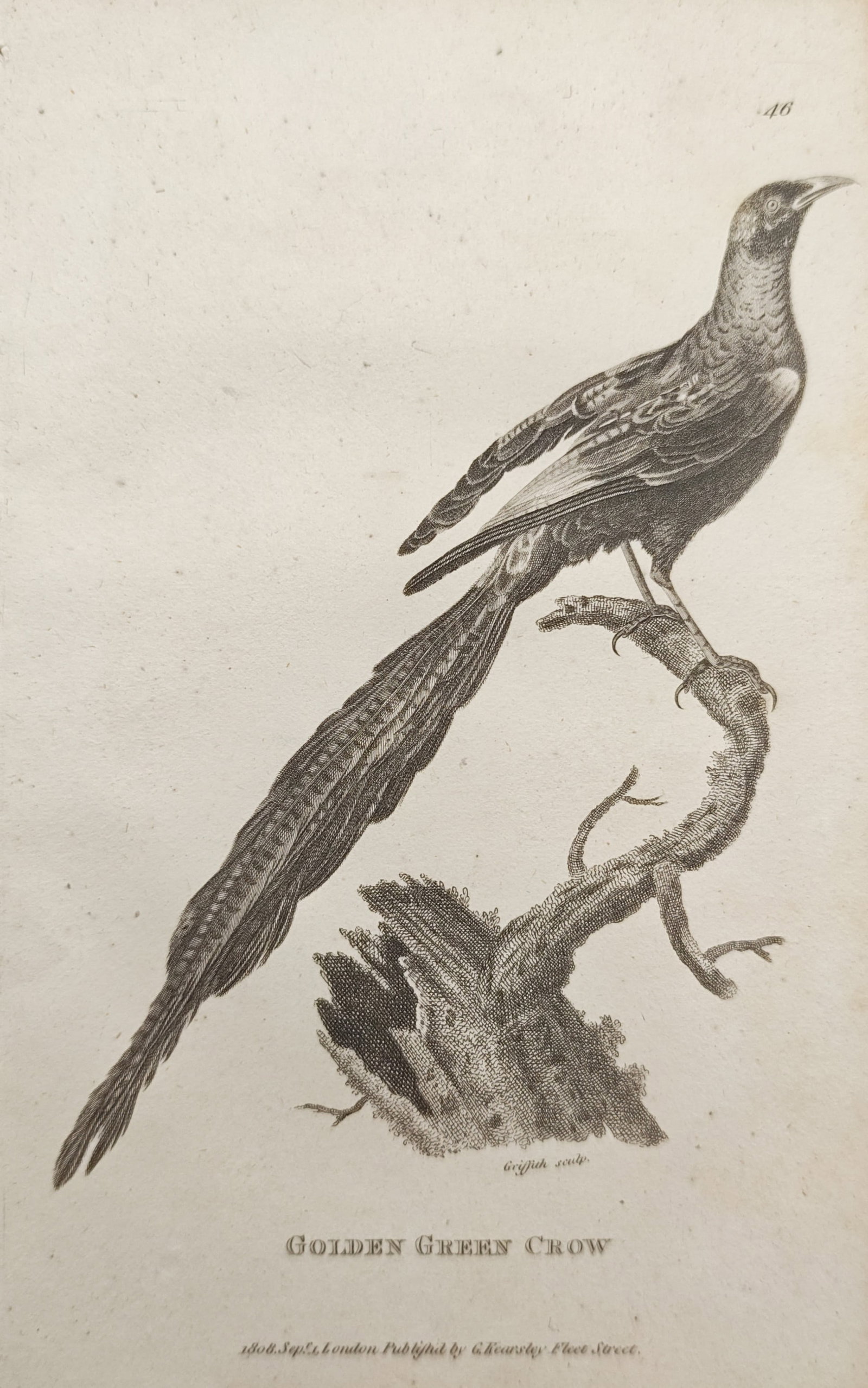 George Shaw – Golden Green Crow – Engraving (1806) (1 of 2)