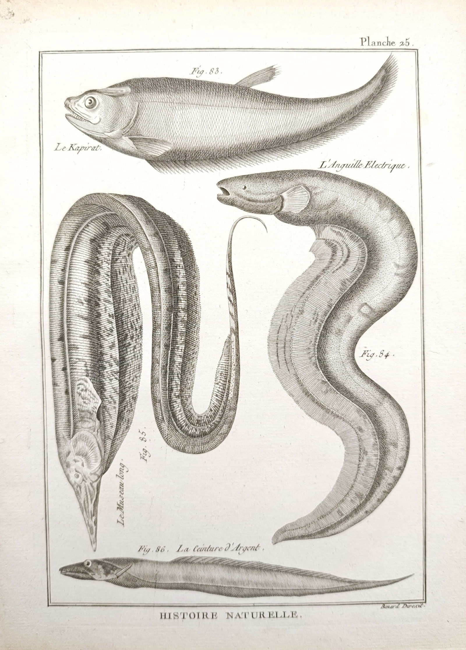 Robert Bénard – Natural History of Electric Eels and Knifefishes – Engraving (18th Century): "Natural History" presents an ichthyological survey depicting distinctive elongated aquatic species including the electric eel, featherback, and ribbonfish displayed across an open composition. Publis