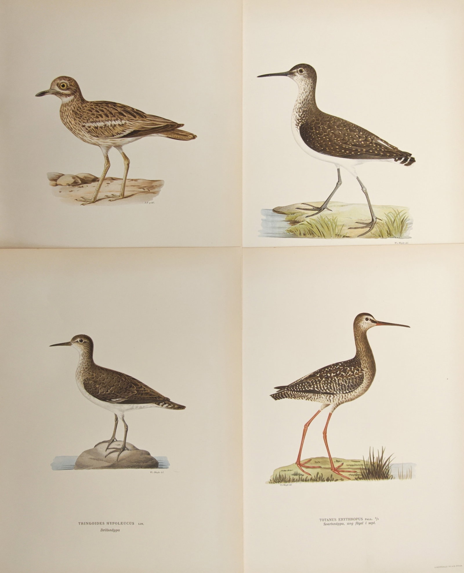 Magnus von Wright – Set of 4: Shorebirds and Wading Birds – Lithographs (1920s) (1 of 2)