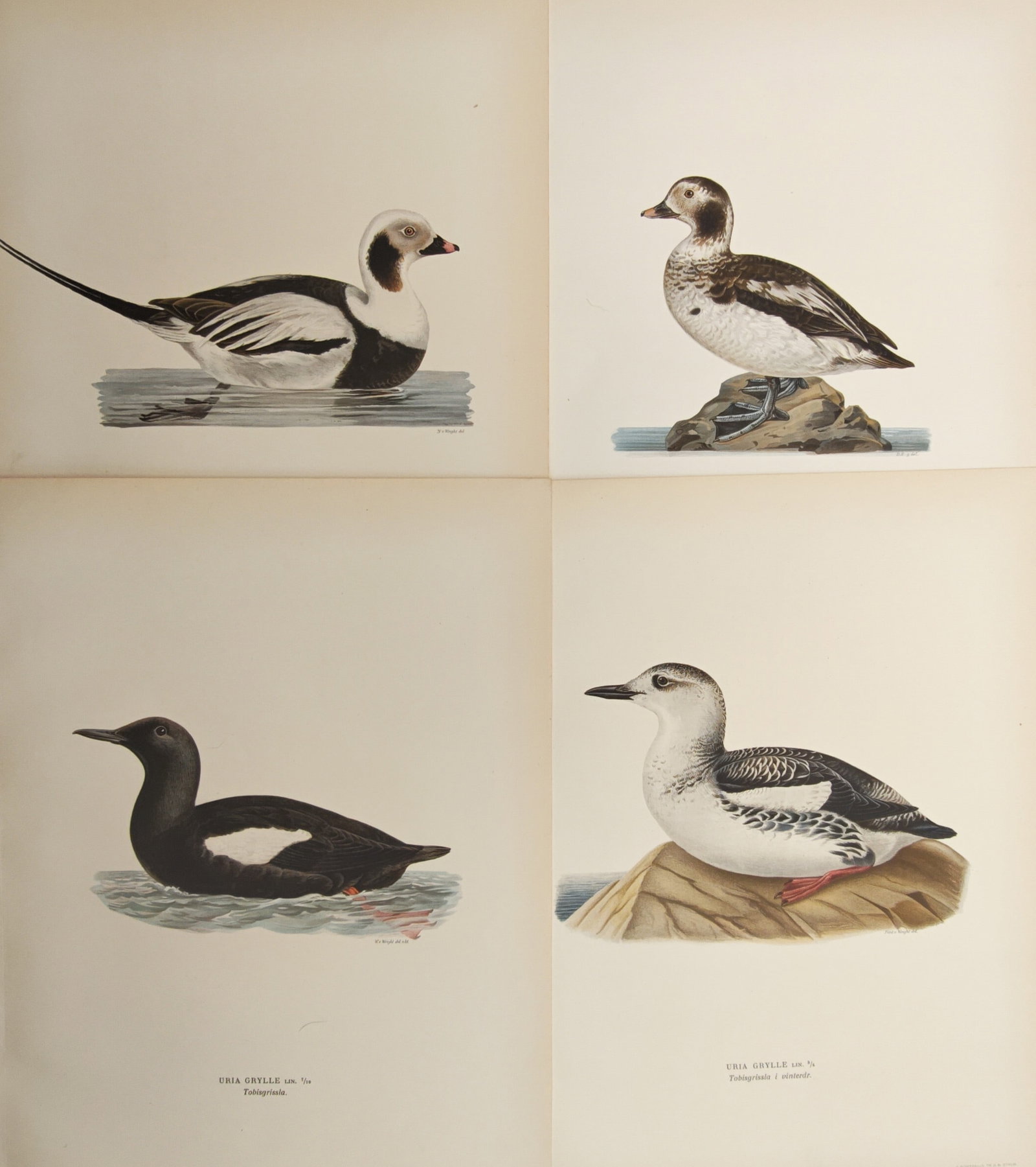 Magnus von Wright – Set of 4: Sea Ducks and Auks – Lithographs (1920s): "Swedish Birds" presents an ornithological study of northern seabirds and waterfowl, featuring distinct plumage varieties of long-tailed ducks and black guillemots shown swimming in open water and per
