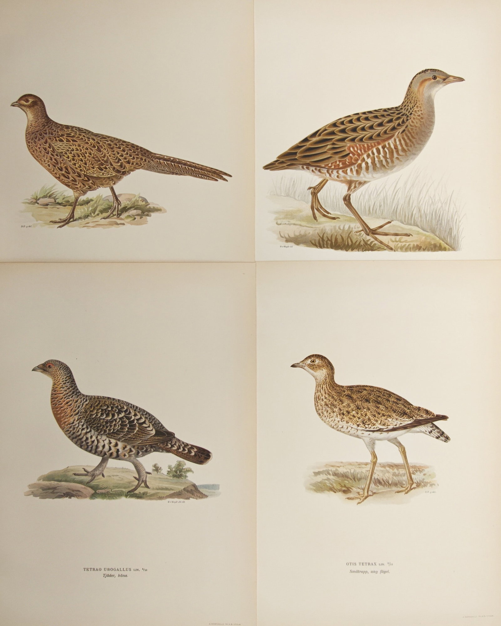Magnus von Wright – Set of 4: Game Birds and Rails – Lithographs (1920s) (1 of 2)