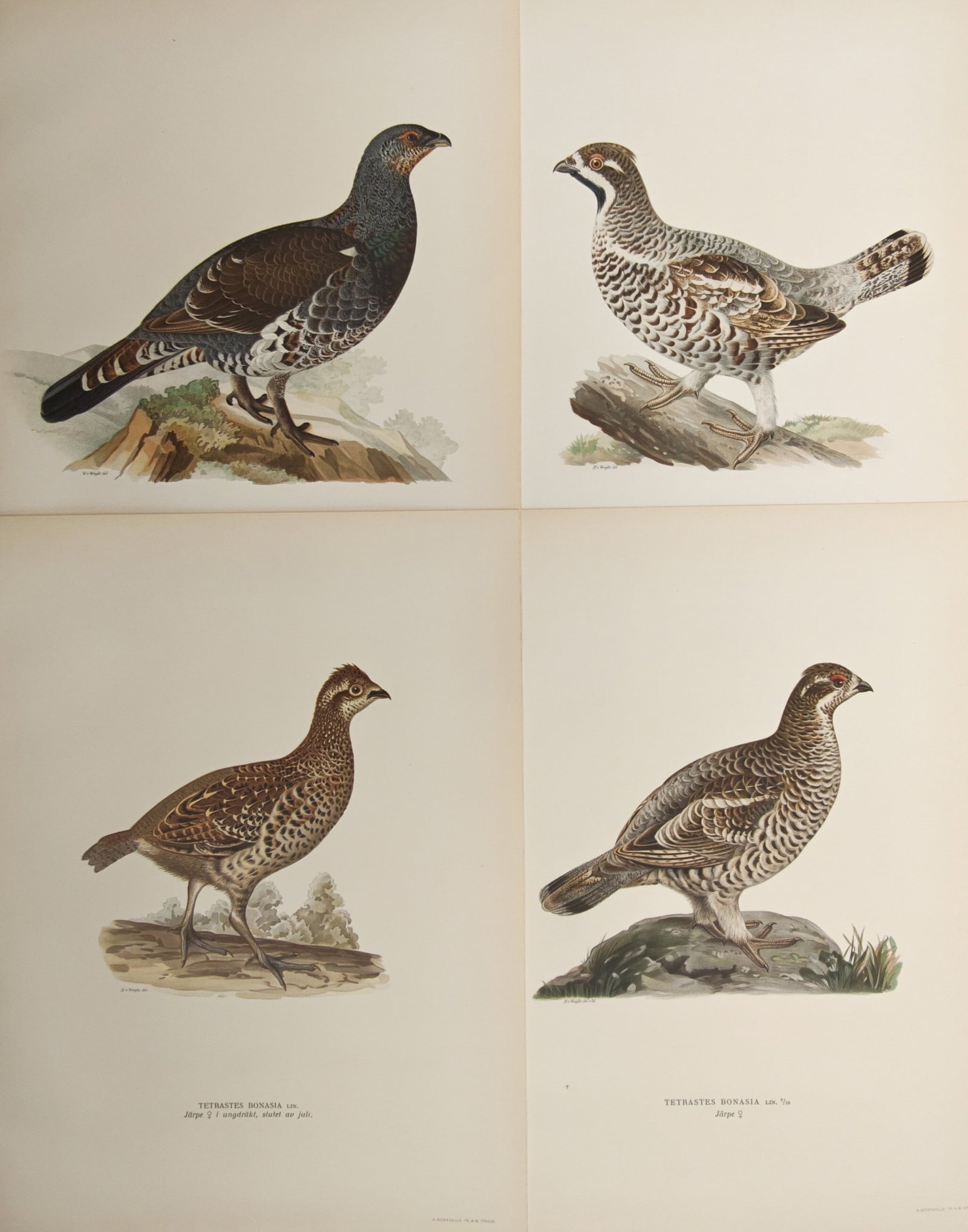 Magnus von Wright – Set of 4: Woodland Grouse and Hazel Hen Varieties – Lithographs (1920s): "Northern Woodland Birds" presents an ornithological study of boreal game birds, showcasing male and female plumage variations of the hazel grouse and related forest fowl resting on forest grounds and