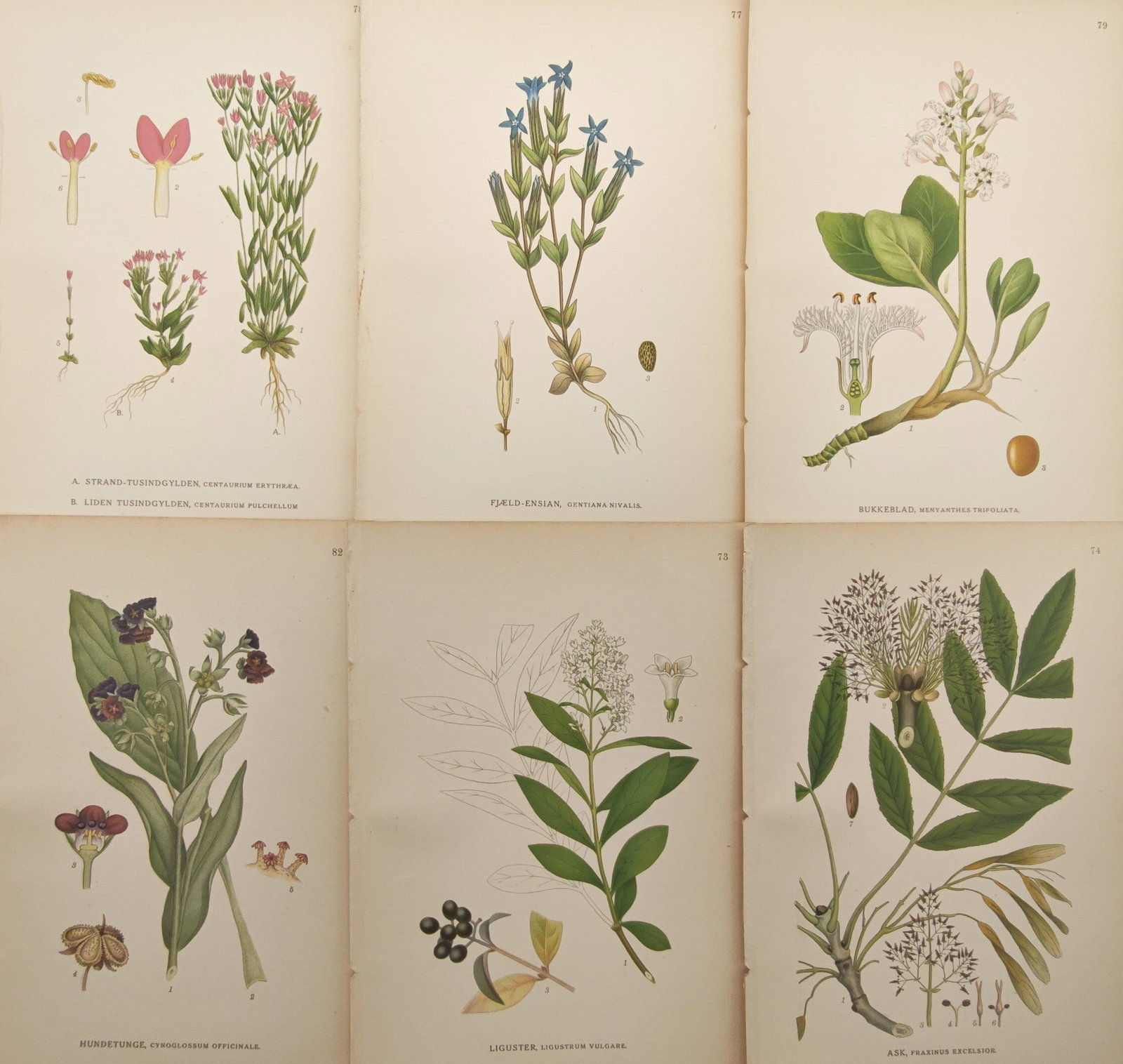 Carl Lindman – Set of 6: Nordic Wildflowers and Woody Plants – Lithographs (20th Century): "Pictures of the Nordic Flora" presents a botanical study of native European flora, showing flowering herbs, wetland plants, and deciduous woody branches alongside delicate dissections of root structu