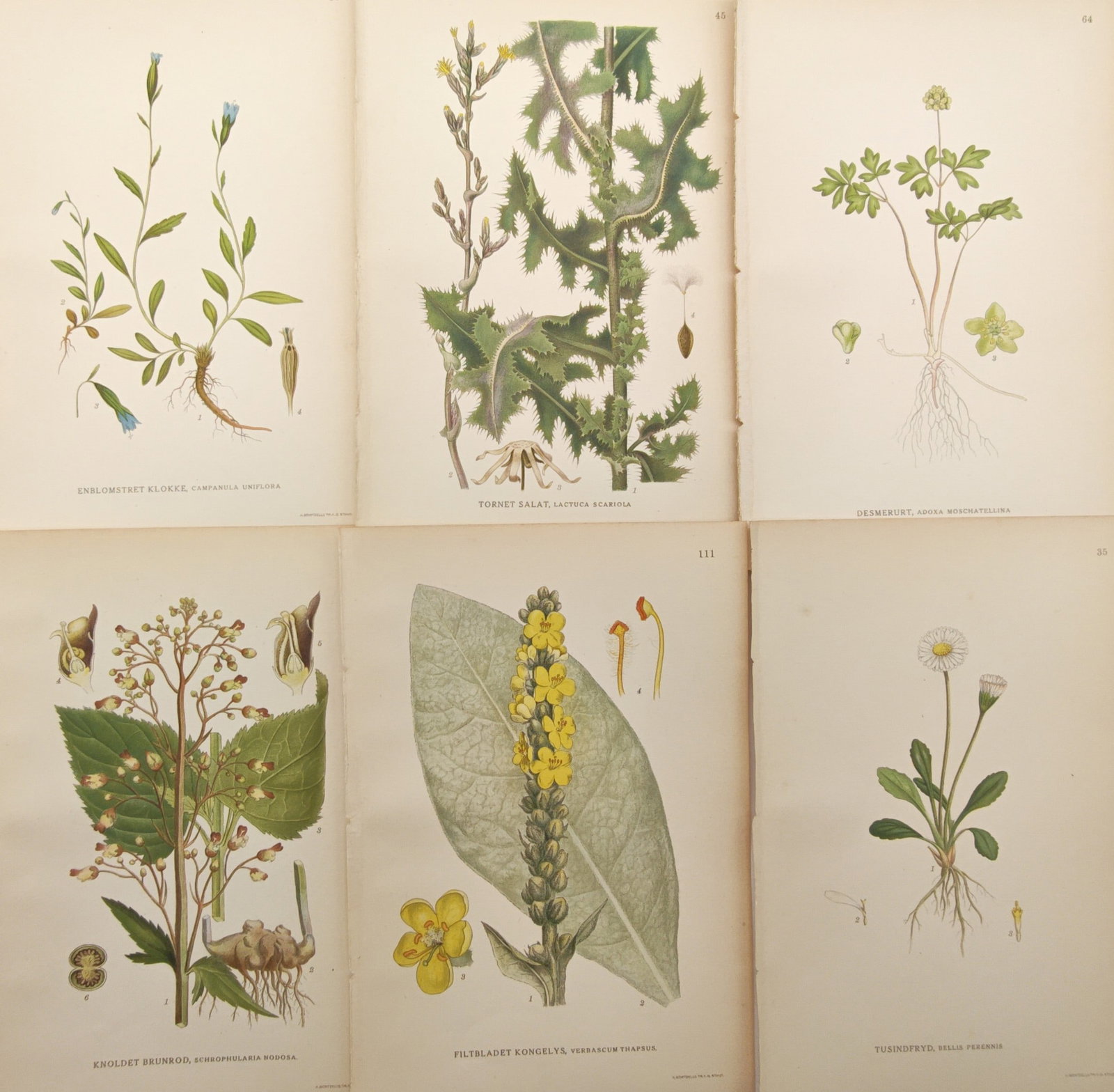 Carl Lindman – Set of 6: Nordic Field Herbs and Flowering Plants – Lithographs (20th Century) (1 of 2)
