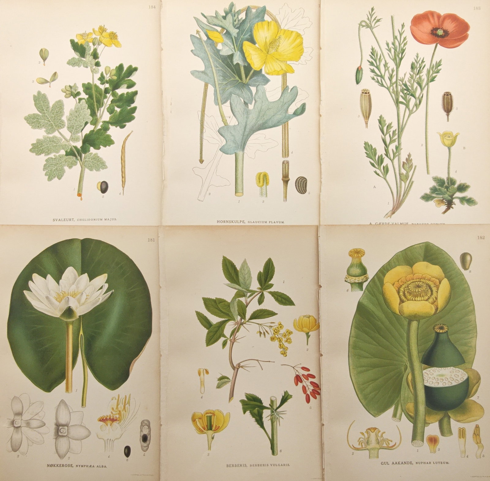 Carl Lindman – Set of 6: Poppies, Water Lilies, and Flowering Herbs – Lithographs (20th Century): "Illustrations of the Nordic Flora" presents a botanical study of native Scandinavian flora, capturing the vibrant blooms of white and yellow water lilies, field poppies, horned poppies, celandine, an