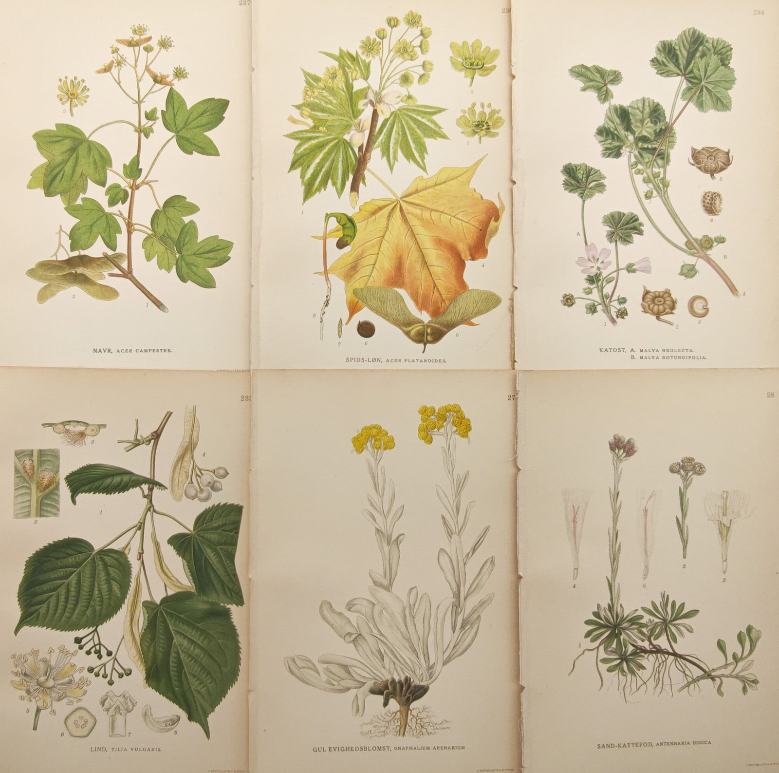 Carl Lindman – Set of 6: Deciduous Trees, Mallows, and Alpine Flora – Lithographs (20th Century) (1 of 2)