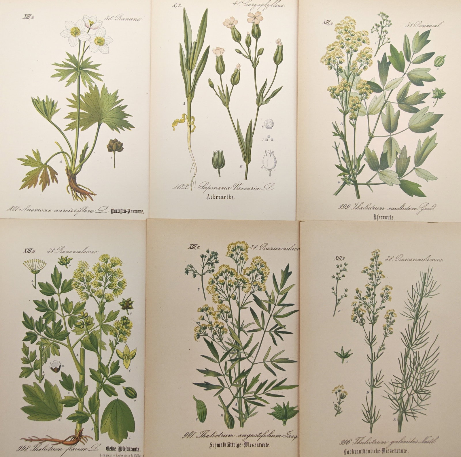 Moritz Fünfstück – Set of 6: Meadow Rues, Narcissus Anemone, and Field Herbs – Lithographs: "Botanical Studies of Central European Flora" presents an accurate scientific survey of native herbaceous plants, displaying various meadow rue species alongside cowherb and narcissus-flowered anemone