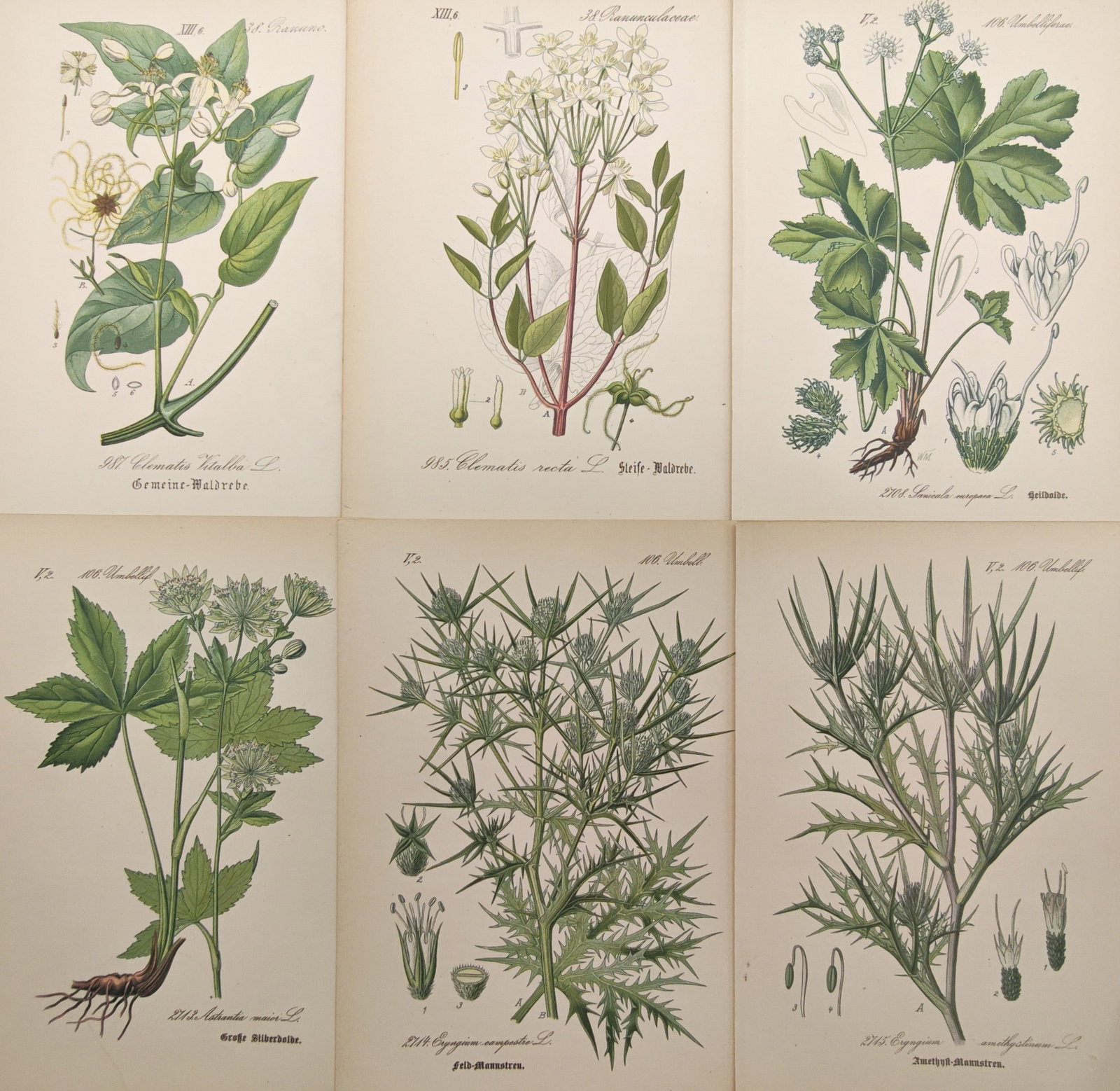 Moritz Fünfstück – Set of 6: Clematis, Masterwort, and Sea Holly Varieties – Lithographs (1 of 2)