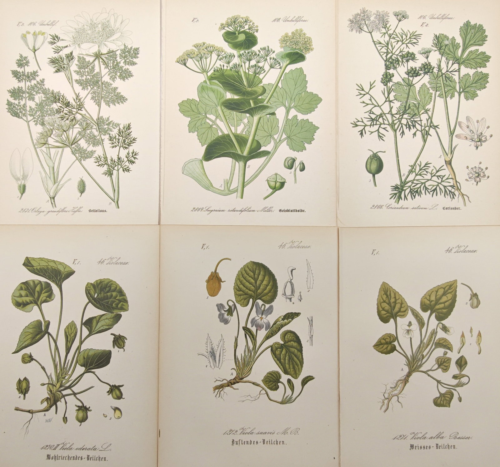 Moritz Fünfstück – Set of 6: Violets, Coriander, and Umbelliferous Herbs – Lithographs (19th (1 of 2)