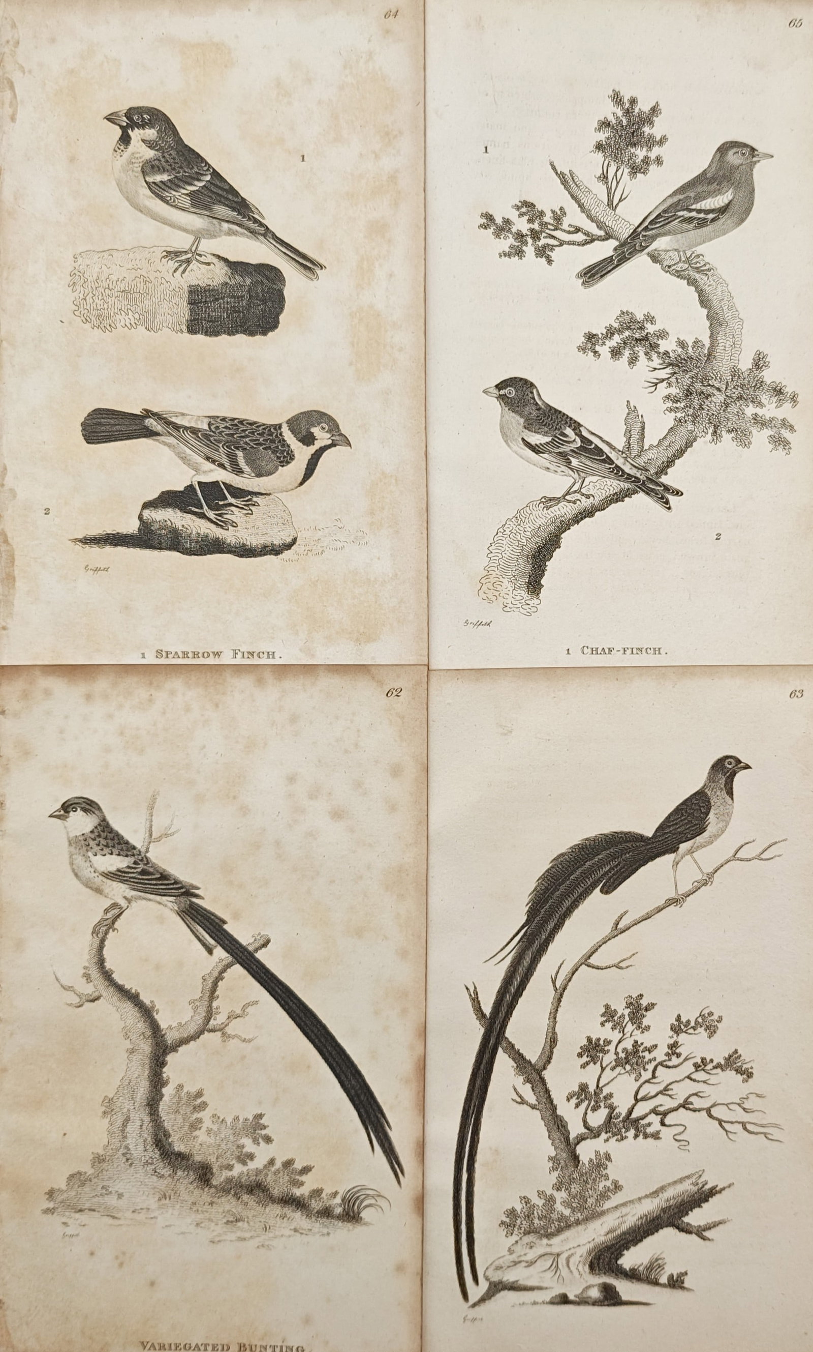 Georges-Louis Leclerc, Comte de Buffon – Set of 4: Ornithological Studies of Sparrows –: "Ornithological Studies of Sparrows and Long-Tailed Buntings" presents detailed natural history illustrations of perched birds, showcasing the plumage textures, beaks, and flowing tail feathers of var