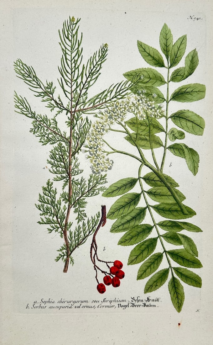 Johann Wilhelm Weinmann - Flixweed and Rowan Botanical Studies - Mezzotint (18th Century): "Flixweed or Herb Sophia and Mountain Ash or Rowan Tree" presents a detailed botanical study displaying the feathery foliage of flixweed alongside the pinnate leaves, white flower clusters, and bright