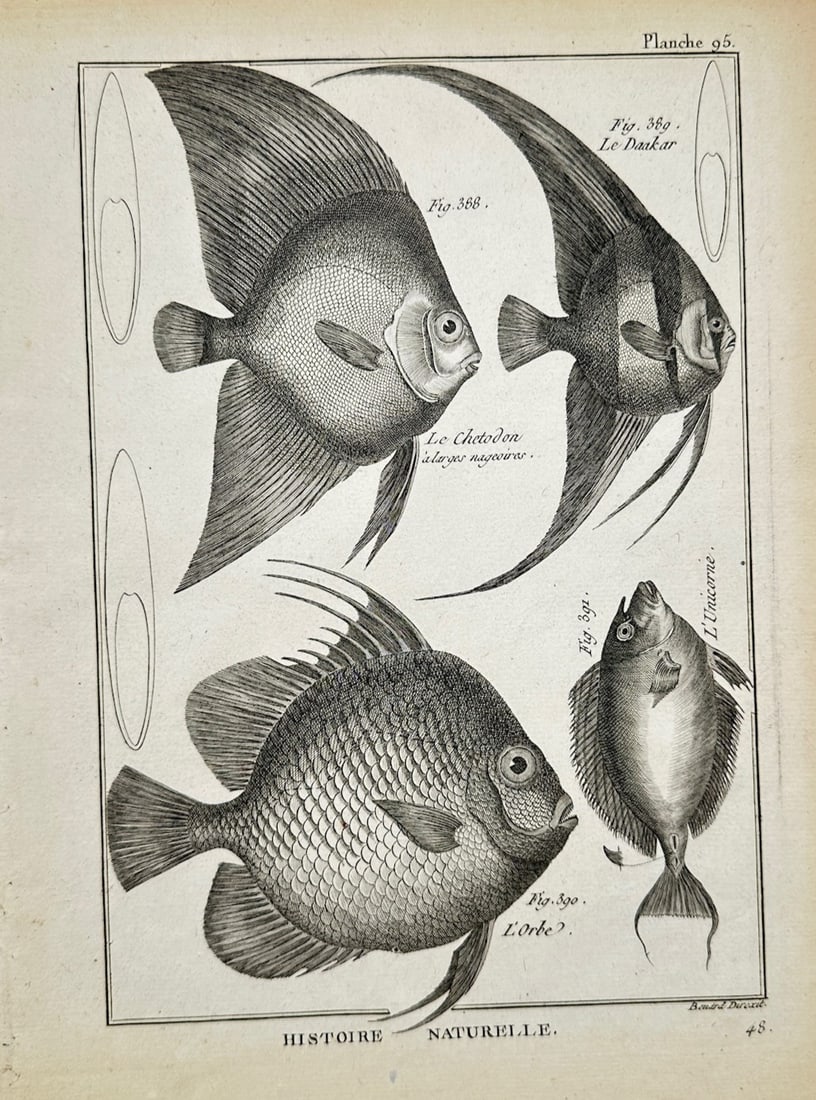 Robert Bénard - Ichthyological Study of Butterflyfishes and Round Fishes - Engraving (18th: "Natural History of Butterflyfishes and Exotic Marine Species" presents an eighteenth-century ichthyological study illustrating diverse tropical marine fishes displayed in profile to highlight their e