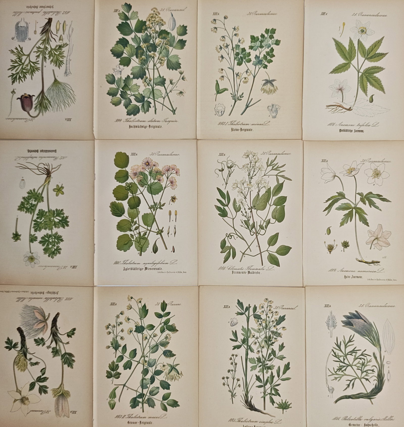 Carl Hoffmann – Set of 12: Botanical Studies of Flowering Plants and Meadow Flora – Lithographs: "Botanical Studies of Flowering Plants and Meadow Flora" presents a suite of botanical plates illustrating diverse flowering herbs, buttercup-family species, and wild anemones depicted with their leav