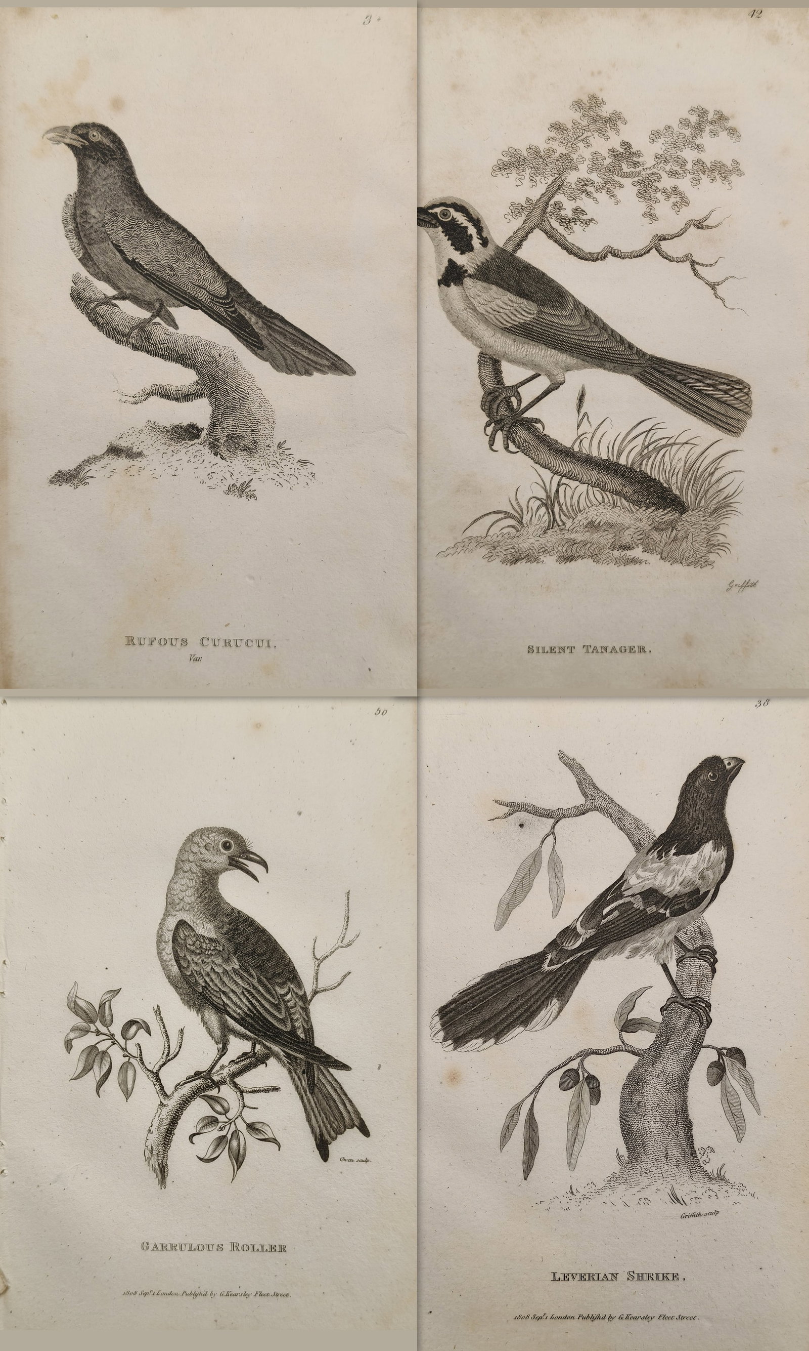 George Shaw – Set of 4: Natural History Studies and Feathered Fauna – Engravings: "Natural History Studies and Feathered Fauna" presents a 4 of scientific natural history plates illustrating diverse bird species rendered in profile against minimal ground lines. The engravings demon