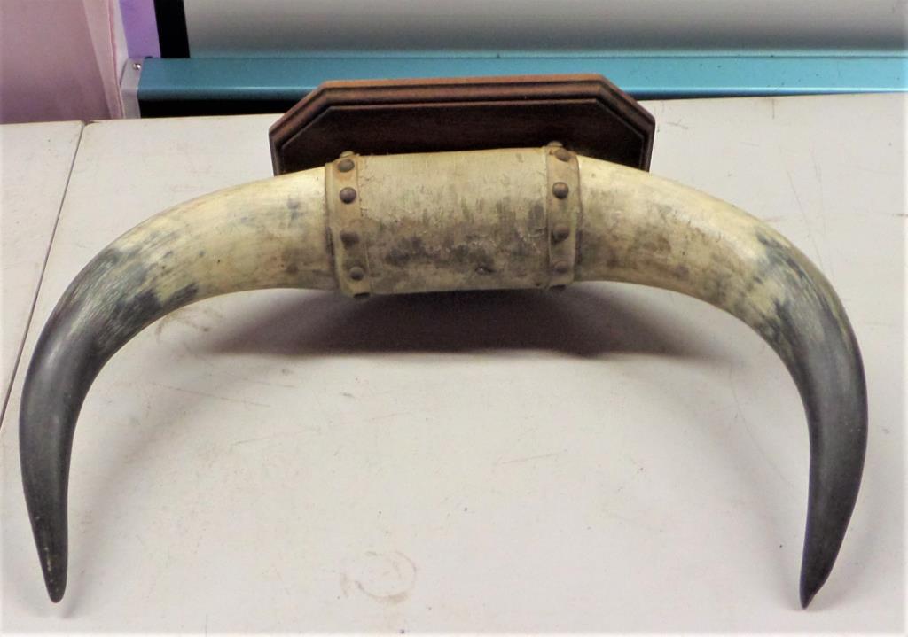 Vintage Mounted Steer/Bull Horns (1 of 6)