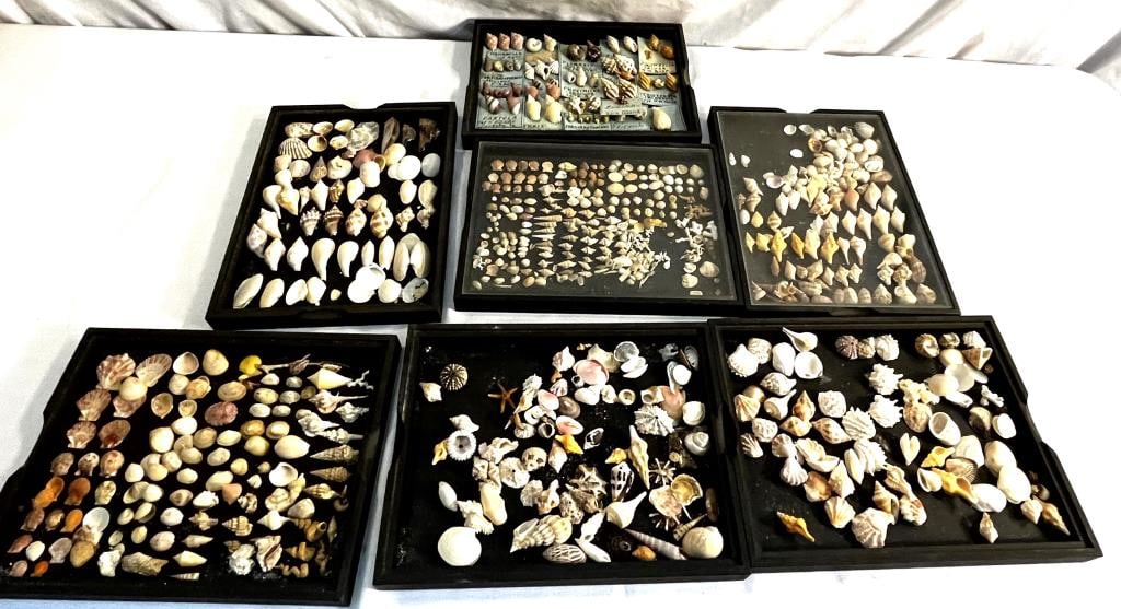 Vtg. Small Shells (1 of 9)