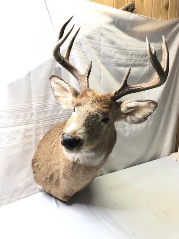 Large Deer Taxidermy Mount (1 of 7)