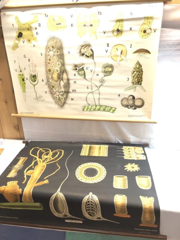 2) Pull Down Wall School Charts (1 of 12)