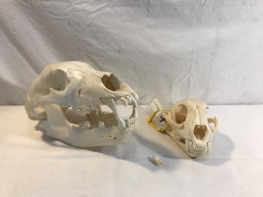 2 Skulls, Mountain Lion and Golden Jackal