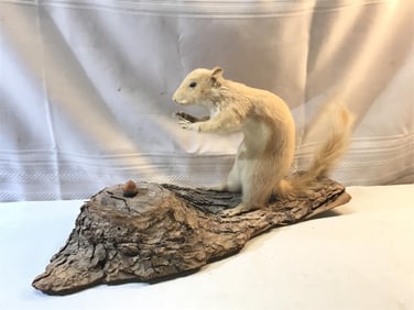 Taxidermy White Squirrel on Tree Branch