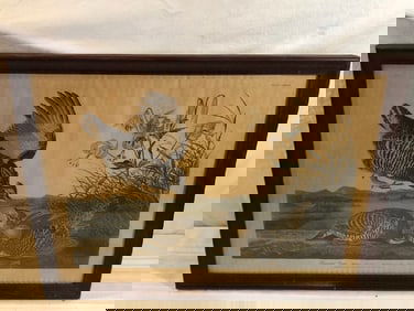 Antique JJ Audubon No. 38 Framed Print