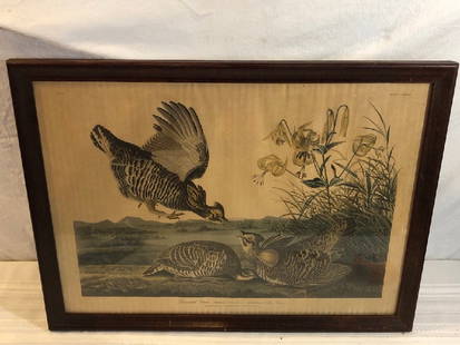 Antique JJ Audubon No. 38 Framed Print: Antique JJ Audubon No. 38 Pinnated Grous 1834 R Havell Framed Print - 21&rdquo; x 15 1/2&rdquo;