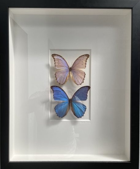 PHEROMNE BY CHRISTOPHER MARLEY MORPHO DUO UNDER GLASS BUTTERLY (1 of 4)