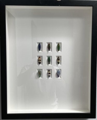 PHEROMNE BY CHRISTOPHER MARLEY BUPRESTID STUDY UNDER GLASS BETTLES (1 of 4)