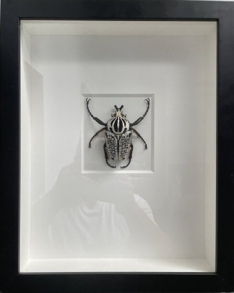 PHEROMNE BY CHRISTOPHER MARLEY ORNATE GOLIATH BEETLE UNDER GLASS BETTLES (1 of 4)