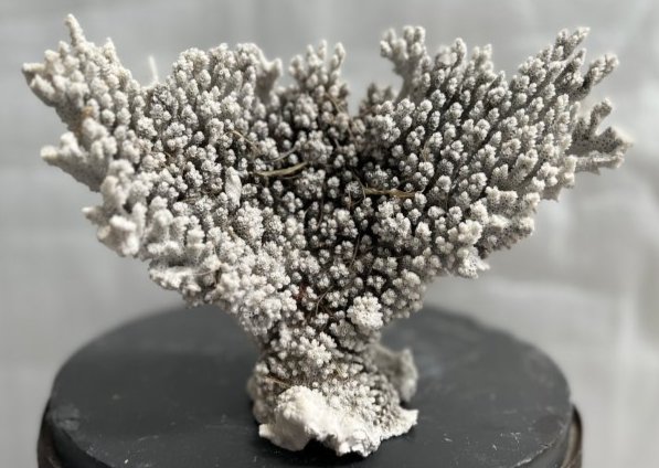 REEF WHITE CORAL: REEF WHITE CORAL IN HOUSE SHIPPING $20 FREE PICK UP