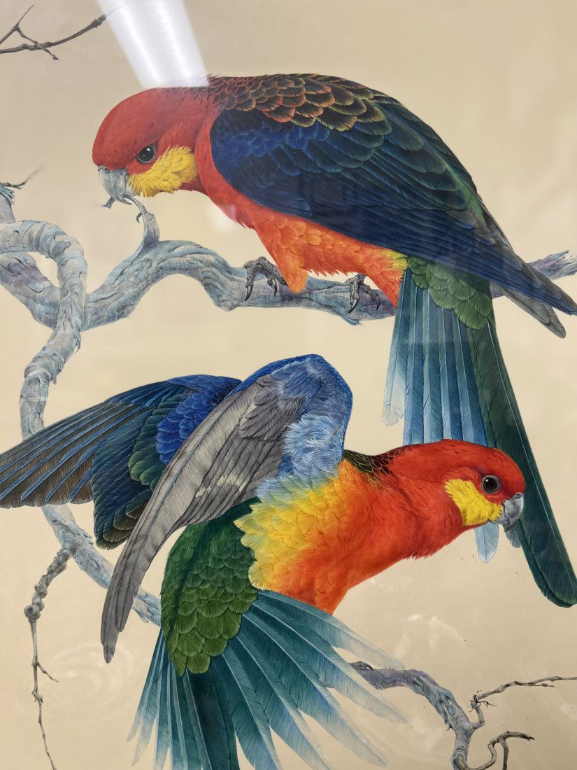 LARGE FRAMED LITHOGRAPH , PARROTS IN THE WILD 28  X 37 (1 of 3)