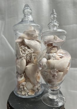 PAIR OF SEA SHELLS IN GLASS JARS 18" TALL: PAIR OF SEASHELLS IN GLASS JARS 18" TALL 14 LBS IN HOUSE SHIPPING $100 FREE PICK UP