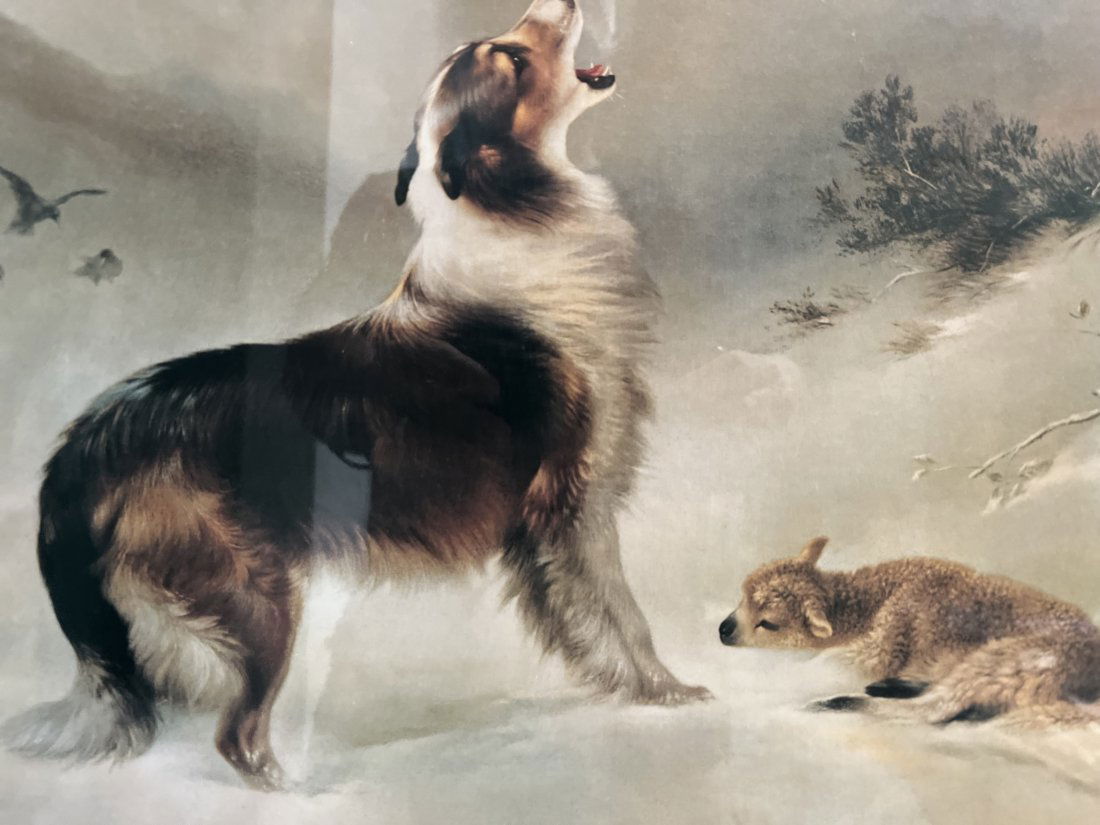 STUNNING LARGE LITOGRAPH OF AN AUSTRALIAN SHEPHARD IN THE WILD PROTECTING A BABY LAMB (1 of 2)