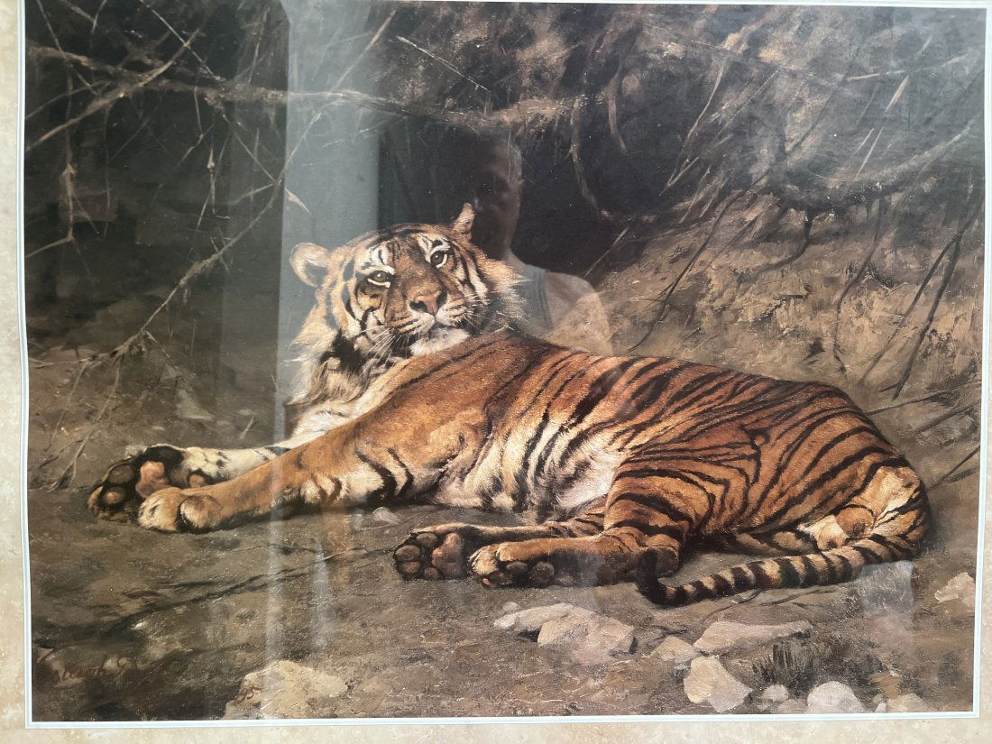 "LE TIGRE" LARGE VINTAGE  FRAMED LITHOGRAPH A RECLINING TIGAR IN THE WILD SIGNED (1 of 5)