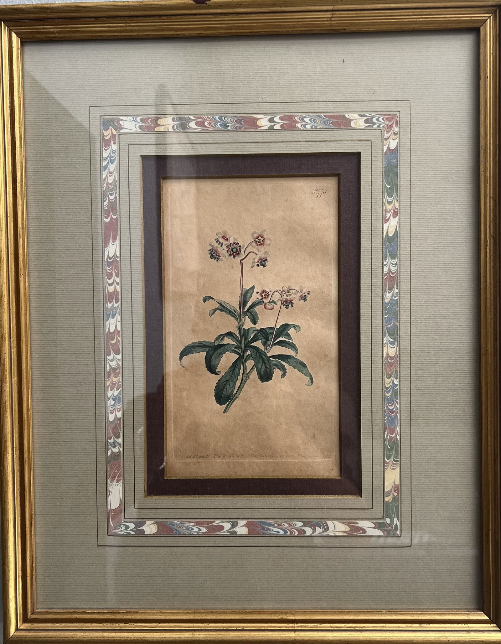 Original Hand Colored Engraving " The Botanical Magazine" by Curtis Circa 1800s (1 of 2)