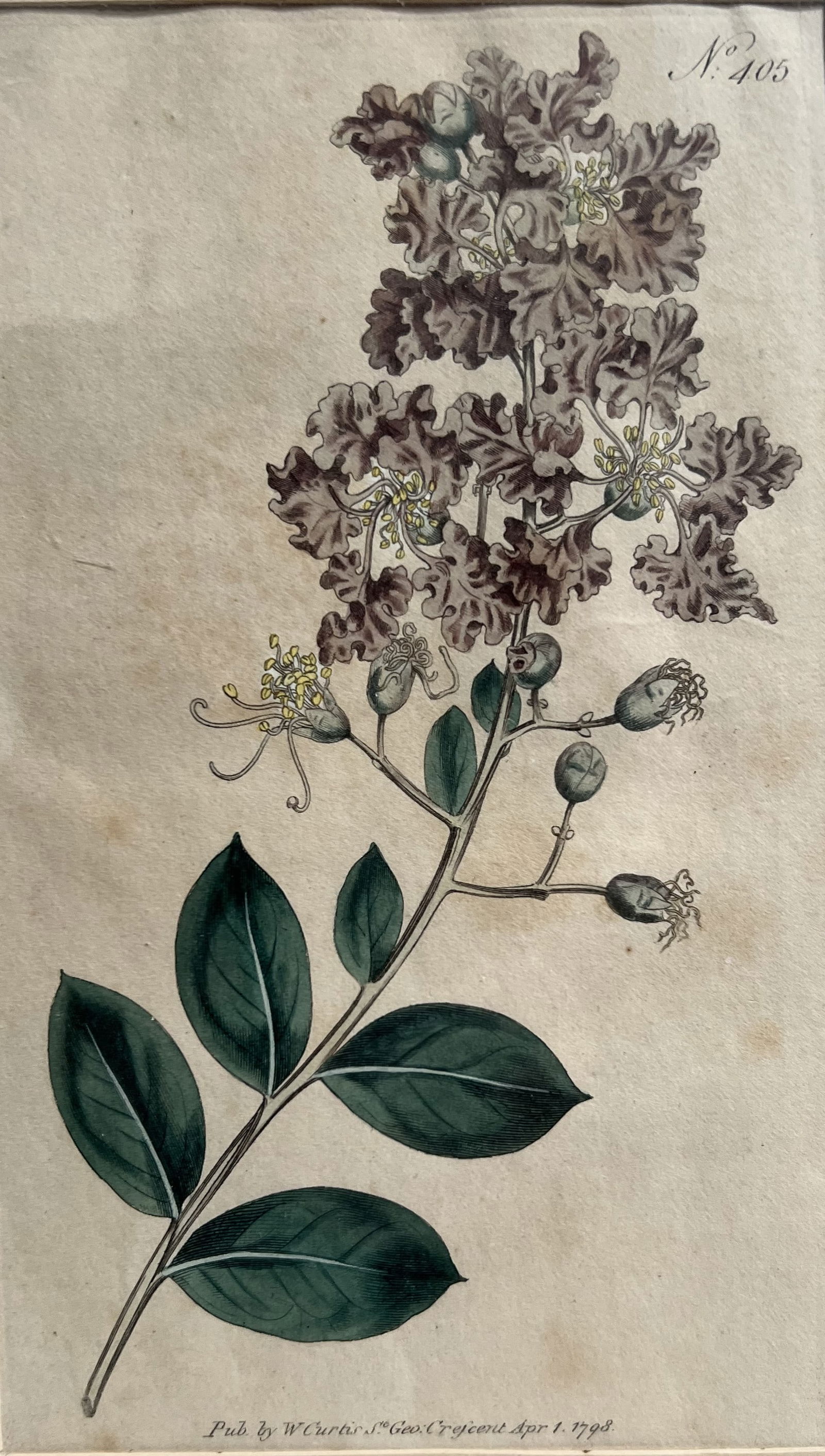 Vintage Etching  Publised by W Curtis April 1 1798 #405 12"T 9" W (1 of 2)