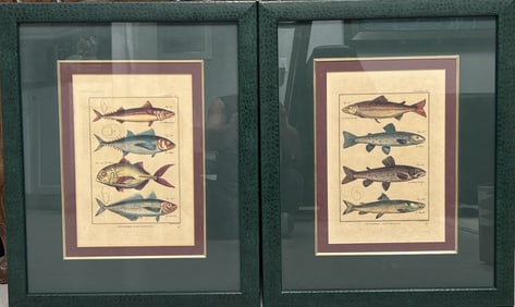 Pair of Antique French Natural History Fish Engravings by Benard Direxit