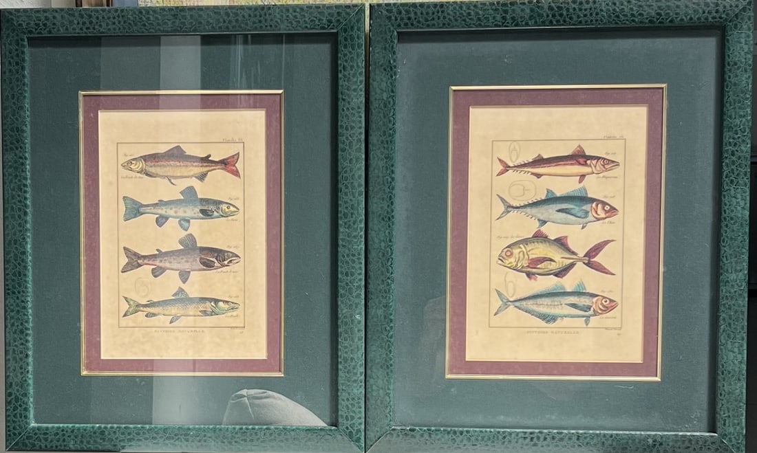 Pair of Framed Ichthyological Fish Prints - Textured Green Frames - 18" x 22": This is an attractive pair of vintage-inspired ichthyological studies featuring detailed illustrations of various fish species. These prints offer a classic, natural history aesthetic that works well