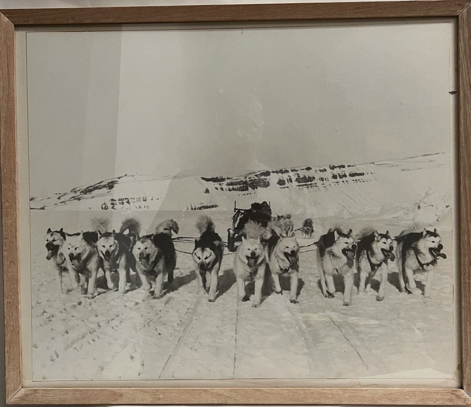 Vintage Arctic Dog Sled Team Large Format Photo – Alaskan Husky Expedition – Framed 25x21: This is an evocative, vintage large-format black and white photograph depicting a traditional dog sled team traversing an Arctic or sub-Arctic landscape.Visual Analysis & Description• Subject: Th