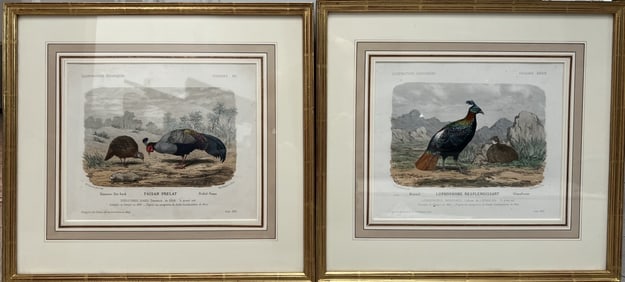 These are a beautiful pair of 19th-century French ornithological prints, custom-matted and housed: These are a beautiful pair of 19th-century French ornithological prints, custom-matted and housed in elegant gilt frames. The gallery label from The Old Print Shop (a highly reputable, historic NYC es