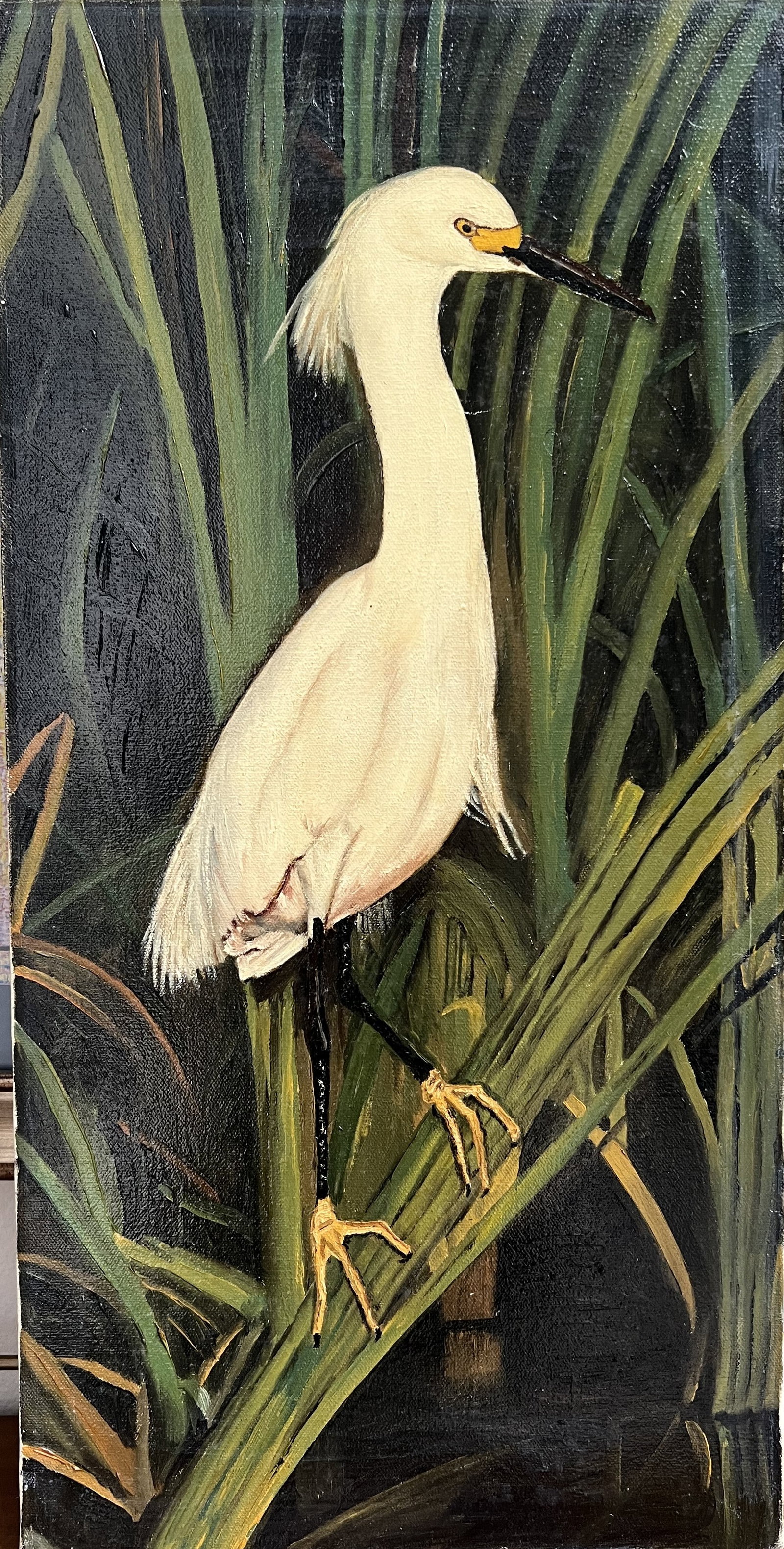 Art Krug Original Oil Painting 12x24 Snowy Egret Coastal Wetland Wildlife: This original 12 x 24 oil on canvas painting by Art Krug features a striking Snowy Egret perched within lush, dark green marshland grasses and reeds. Painted with fine detail and a strong contrast bet