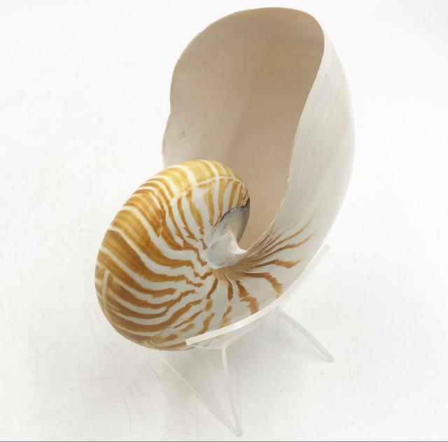 Large Nautilus shell on clear acrylic stand. (1 of 4)
