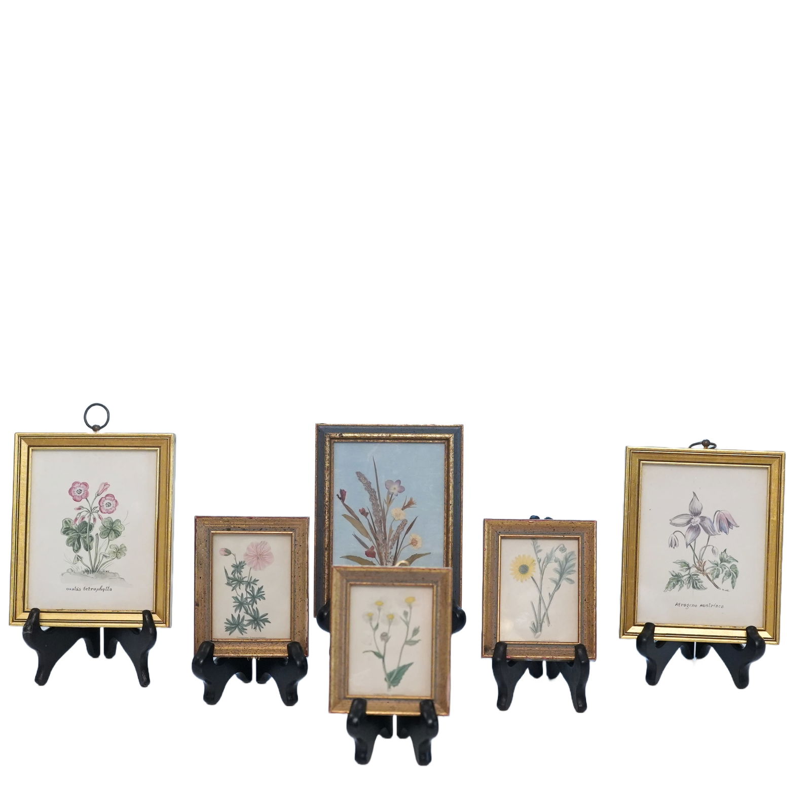 Set of 6 Framed Botanicals (1 of 11)