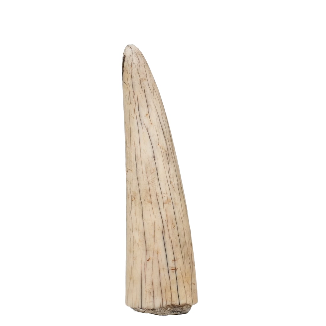 Bone Tusk shaped object: Bone Tusk shaped object
