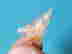 item-132928098=5