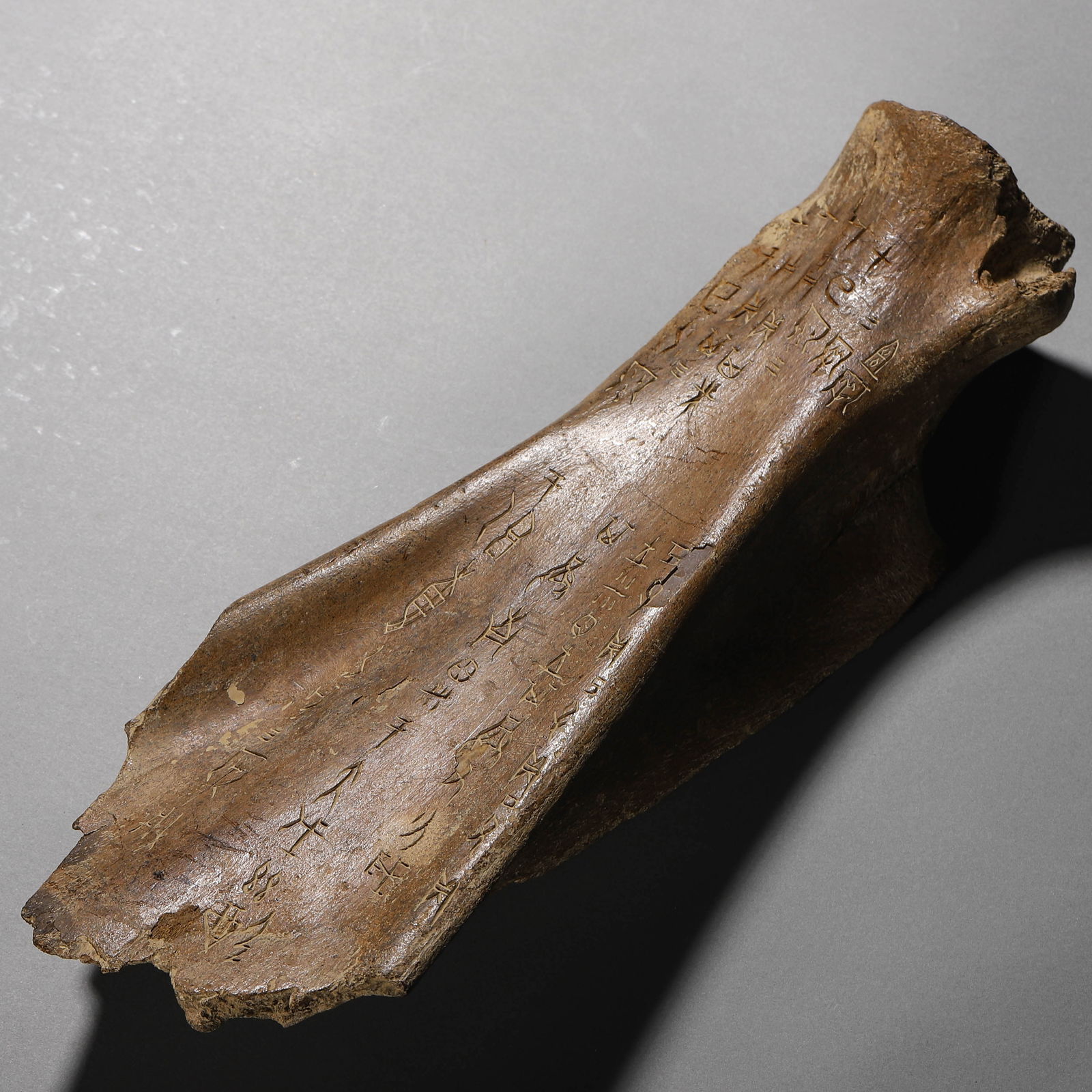 A CHINESE ORACLE BONE CARVING.: A CHINESE ORACLE BONE CARVING. Dimensions: Length: 13 3/4 in. (35 cm) ALL ITEMS SOLD AS IS, NO RETURNS Condition: Any statement made in any catalogue or otherwise regarding the origin, dat