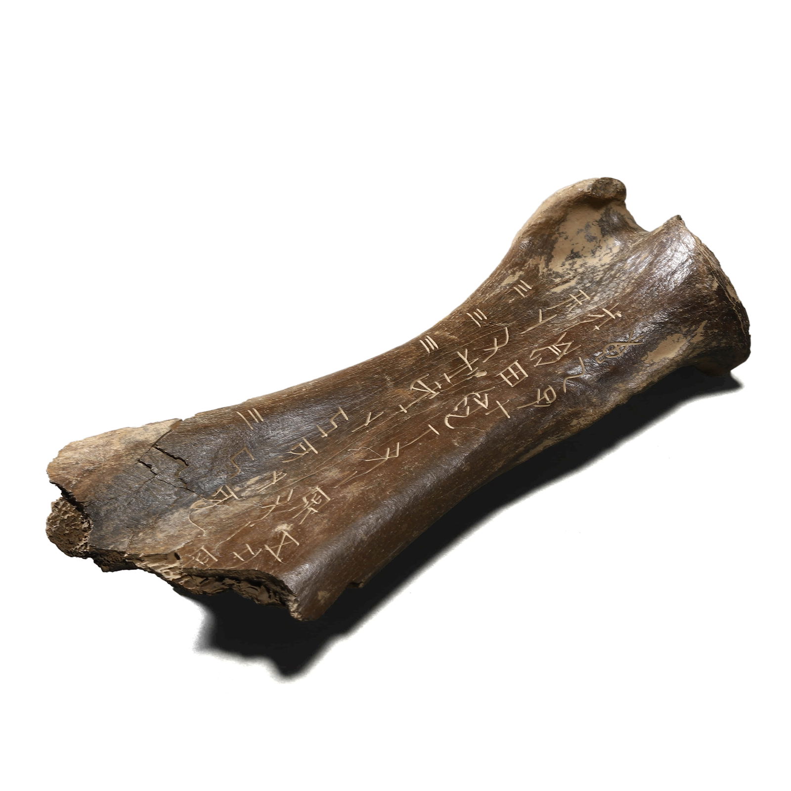 A CHINESE BEAST BONE ARMOR PLATE.: A CHINESE BEAST BONE ARMOR PLATE. Dimensions: Length: 10 7/16 in. (26.5 cm)